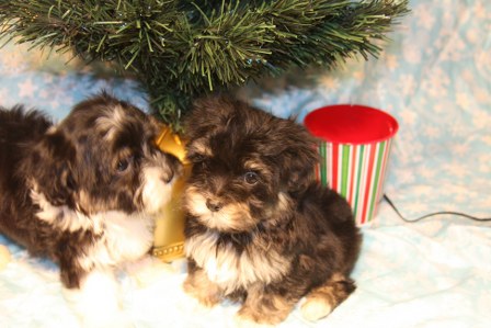 havanese-puppies